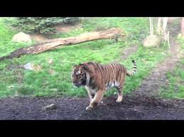 Dublin Zoo Wake Up Call Tiger Fight Dublin Zoo Sleeping Tiger Tiger