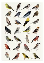 A3 British Birds Bird Print Bird Illustration Bird Poster Etsy Wildlife Prints Bird Prints Bird Poster