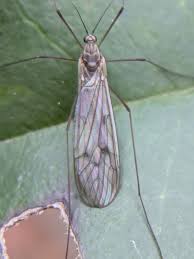 Image result for Tricliceras mossambicense