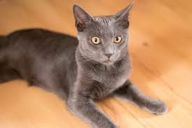 Black And Grey Tabby Cat Personality Korat Cat Breed Information Pictures Characteristics Facts Cat Breeds Korat Cat Tabby Cat Pictures