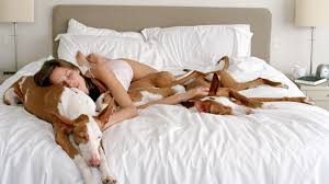 Zudem haben zecken im bett einen sehr direkten zugang zum wirt mensch und können krankheiten wie fsme und borreliose übertragen.» flöhe würden laut der expertin im bett gleichfalls rascher auf den besitzer überspringen. Mit Hund Im Bett Schlafen Wir Besser Als Mit Partner