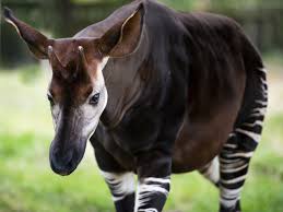 There are 810 african animal horns for sale on etsy. Okapi The Little Known And Elusive African Unicorn Gold Restaurant