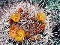 The shipping is absolutely free for all products. Photographs Of Wildflowers And Cacti In Anza Borrego Desert State Park California