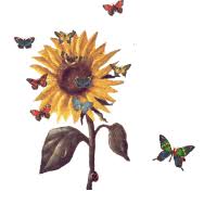 Aditya sentana agro merupakan perusahaan nasional yang bergerak di bidang agribisnis, yang berfokus. Bunga Matahari Gif Gambar Animasi Animasi Bergerak 100 Gratis