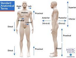 Standard Anatomical Terms And Planes Medictests