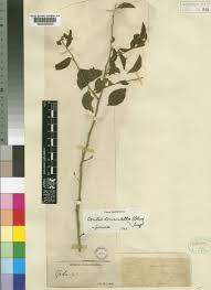 Image result for Opilia amentacea