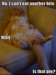 We Should All Be Thankful For These Funny Thanksgiving Memes Funny Thanksgiving Memes Funny Cat Memes Funny Cat Pictures