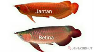 Simaklah beberapa cara yang bisa dilakukan, berikut ini cara pertama yang bisa kamu lakukan adalah dengan melihat pergerakan sang ikan, ikan jantan biasanya lebih agresif daripada ikan betina. Cek Disini 6 Cara Membedakan Ikan Arwana Jantan Dan Betina Jejaksemut