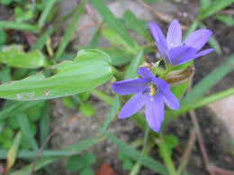 Image result for Monochoria