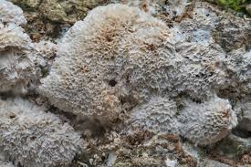 Image result for Porphyrostemma grantii