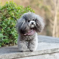 We did not find results for: Poodle Colors 12 Amazing Color Variations From Common To Rare