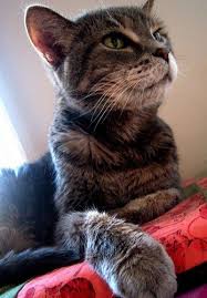 My Cat Ms Abbey Looking Up And Putting Her Best Paw Forward With Images Pretty Cats