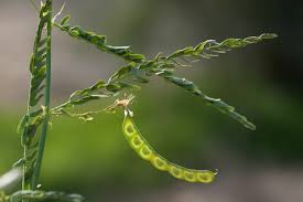 Image result for Aeschynomene indica