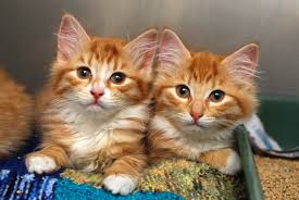 Image result for kittens