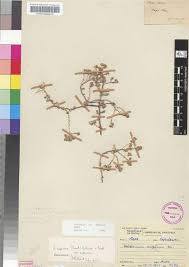 Image result for Helichrysum asperum