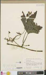 Image result for Trichoscypha lucens