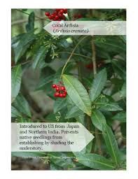 Image result for Ardisia buesgenii