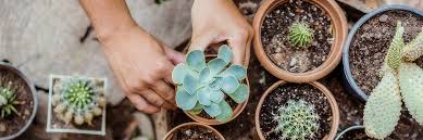 This guide will tell you how to water a cactus; Succulent Care Guide Tips For Happy Plants Ftd