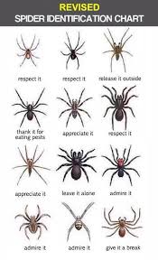 australian spider id chart wrong on the internet bogus