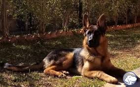 Ebbene, un cucciolo di pastore tedesco di circa 15 kg di massa ponderale (appena il 40% del peso in vivo da adulto) necessiterà di circa 1800 kcal. Gruppo Pastore Tedesco