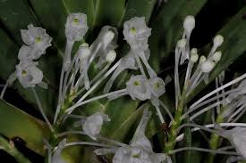 Image result for Podangis