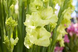 Image result for Gladiolus decoratus