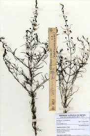 Image result for Sopubia ramosa