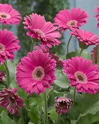 Image result for Gerbera