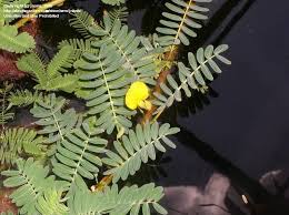 Image result for Aeschynomene megalophylla