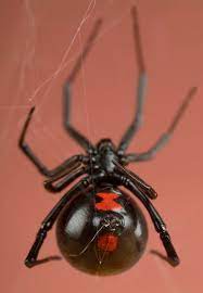 The black widow spider is a large widow spider found throughout the world and commonly associated with urban habitats or agricultural areas. Black Widow Danger Female Energy Sexual Power And Creative Force