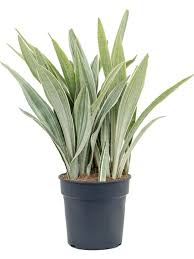Image result for Sansevieria metallica