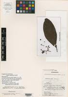 Image result for Ardisiandra sibthorpioides