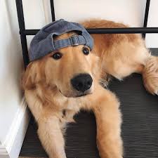 Comment Eduquer Son Chien En Seulement 15 Mins Par Jour Petohaku A Pour But De Vous Donner Tous Les O Animaux Adorables Bebes Animaux Mignons Animaux Mignons