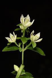 Image result for Swertia