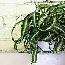 Image result for Chlorophytum calyptrocarpum
