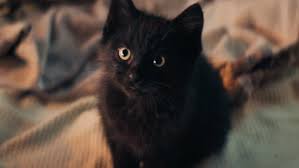 Cats express their love to humans dogs express their love to owners enjoy a tik tok compilation of videos, funny and cute videos of cats, dogs and animals. Misunderstood Kitten Brings Unexpected Luck In Moving Dutch State Lottery Spot Lbbonline