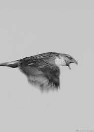 Birds With Human Arms Gif Https Encrypted Tbn0 Gstatic Com Images Q Tbn 3aand9gcqneyykynazybm 77wt6exzpjbtz67ztmbq0q Usqp Cau