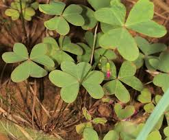 Image result for Oxalis semiloba