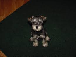 Placing puppies in pa, nj, ny, md, de and dc since 1973! Now Taking Deposits On Akc Miniature Schnauzer Puppies For Sale In Blairsville Pennsylvania Classified Americanlisted Com