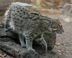 Balikci Kedi Prionailurus Viverrinus Cats Wild Cats Tiger Species