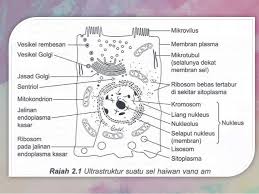 Sel haiwan mengalami krenasi dan mengecut. Bab 2 Struktur Sel Dan Fungsi
