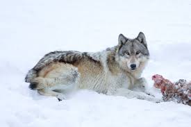 Wolves is created under microsoft's game content usage rules using assets based on the mechassault universe. Gray Wolves May Lose Endangered Status And Protections The New York Times