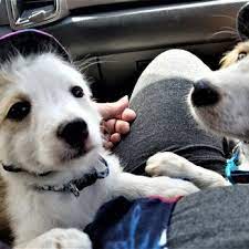 Pet rescue by judy in sanford, fl has pets available for adoption. Pet Rescue By Judy 79 Photos 80 Reviews Animal Shelters 401 S Laurel Ave Sanford Fl Phone Number