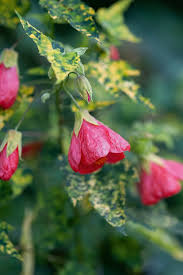 Image result for Abutilon austro-africanum