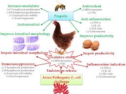 We did not find results for: Antioxidants Free Full Text Modulating Laying Hens Productivity And Immune Performance In Response To Oxidative Stress Induced By E Coli Challenge Using Dietary Propolis Supplementation Html