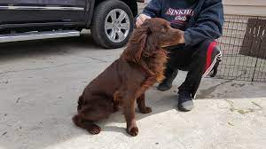 Find the perfect boykin spaniel puppy for sale at puppyfind.com. Home