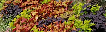 Image result for Coleus meyeri