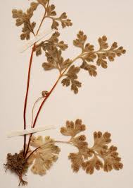 Image result for Anogramma leptophylla