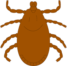 Providing fast local service to greenwood, mooresville, franklin, greensburg. Arab Pest Control