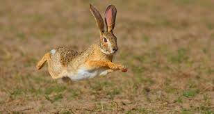 Θα είμαι πίσω οικειοθελώς εάν ζητηθεί η κράτησή μου. H Perdika Ki O Lagos Allazoyn To Wrario Toy Kynhgetikoy Syllogoy Politischios Gr